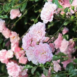 Landscape Rose bush 'The Fairy'